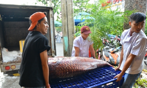 Cá hô và cá leo 'khủng' trị giá hàng trăm triệu đồng về TP.HCM